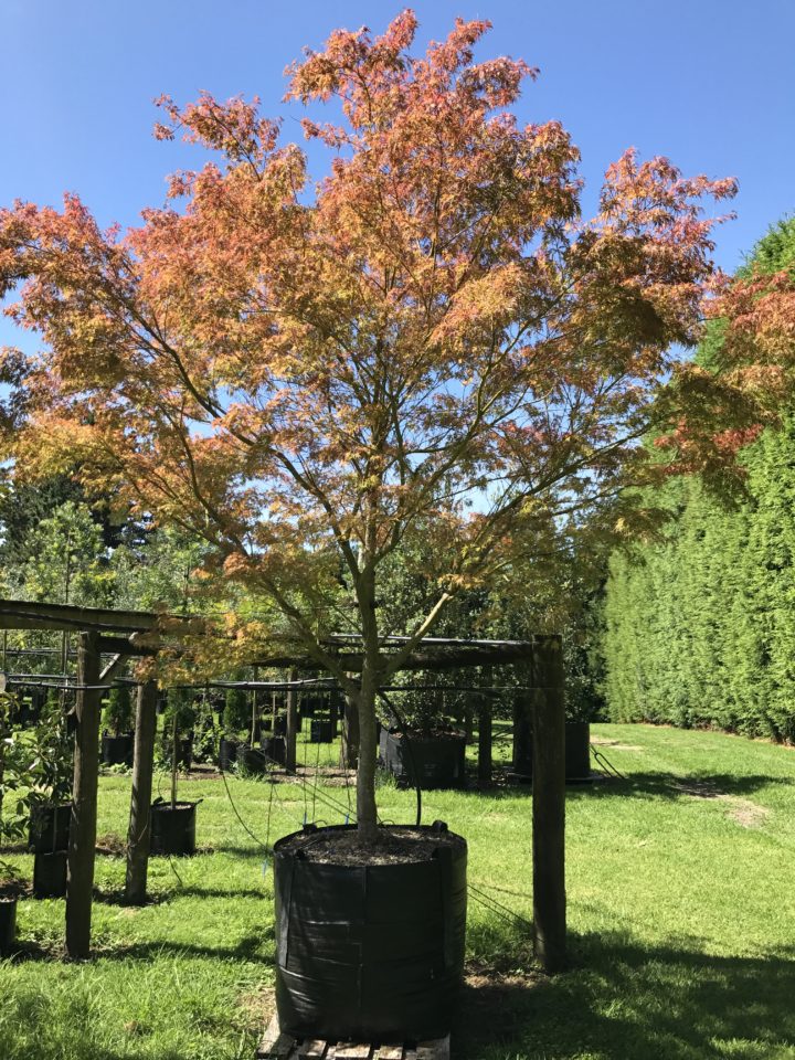 Acer Palmatum Dissectum Seiryu Japanese Lace Leaf Maple Tauranga Tree Co 2273