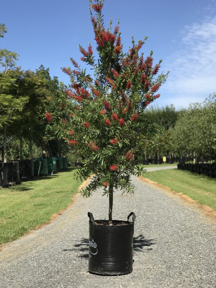 Red Cluster Bottlebrush