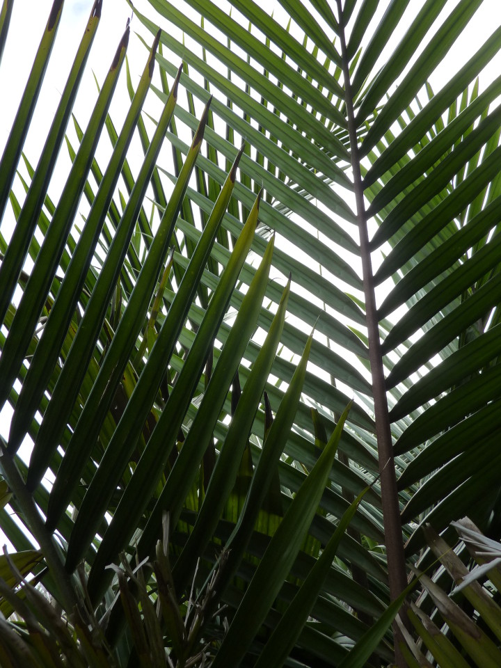 Rhopalostylis sapida - NZ nikau - Tauranga Tree Co