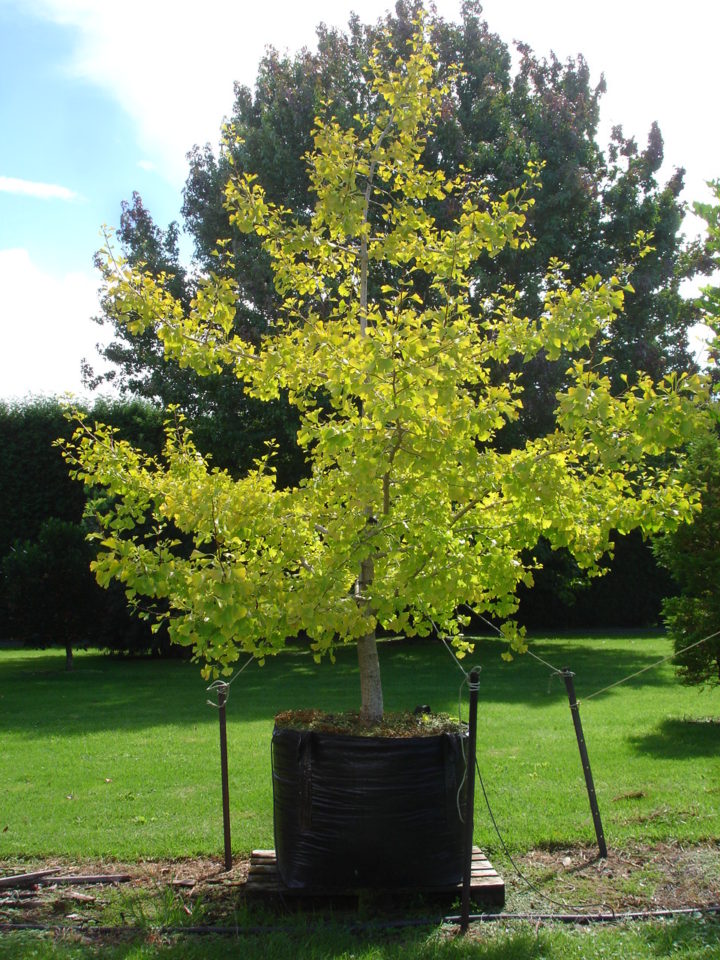 Ginkgo Biloba Autumn Gold Ginkgo Tauranga Tree Co