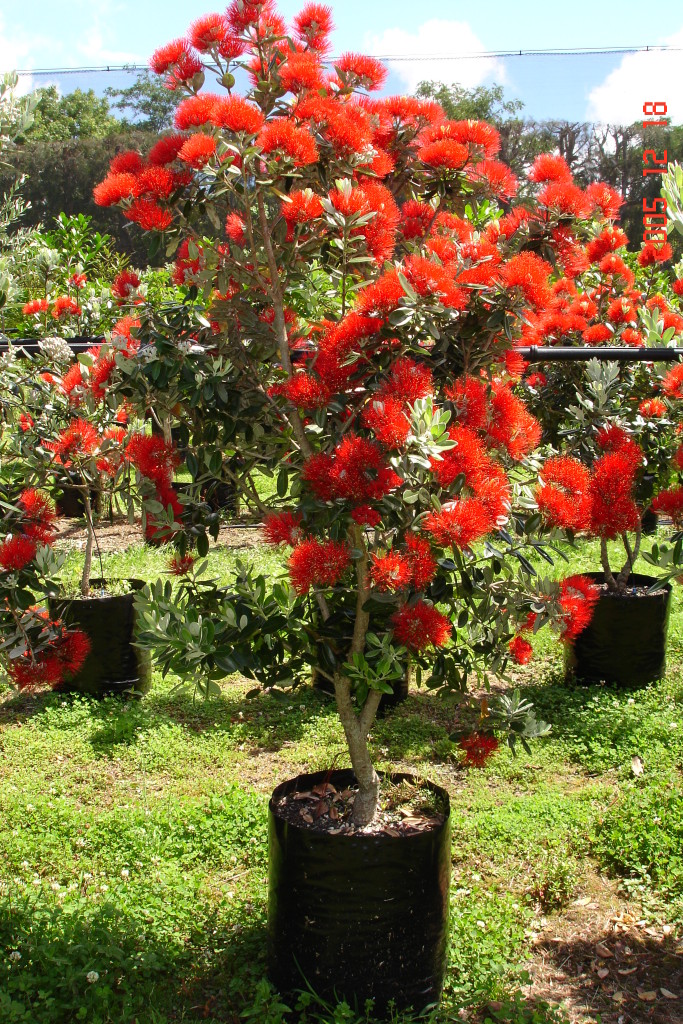 Metrosideros Vibrance - Pohutukawa - Tauranga Tree Co