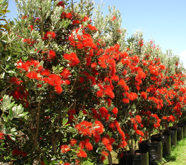 Metrosideros Vibrance - Pohutukawa - Tauranga Tree Co