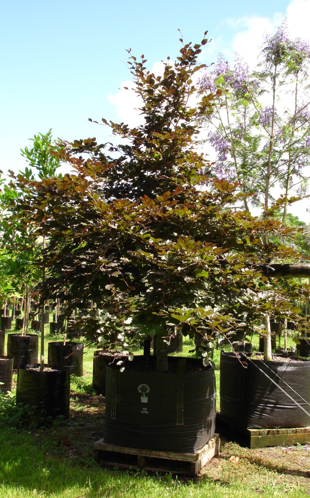 Fagus Sylvatica Purpurea Copper Beech Tauranga Tree Co