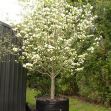 Cornus Florida Cherokee Princess Flowering Dogwood Tauranga Tree Co