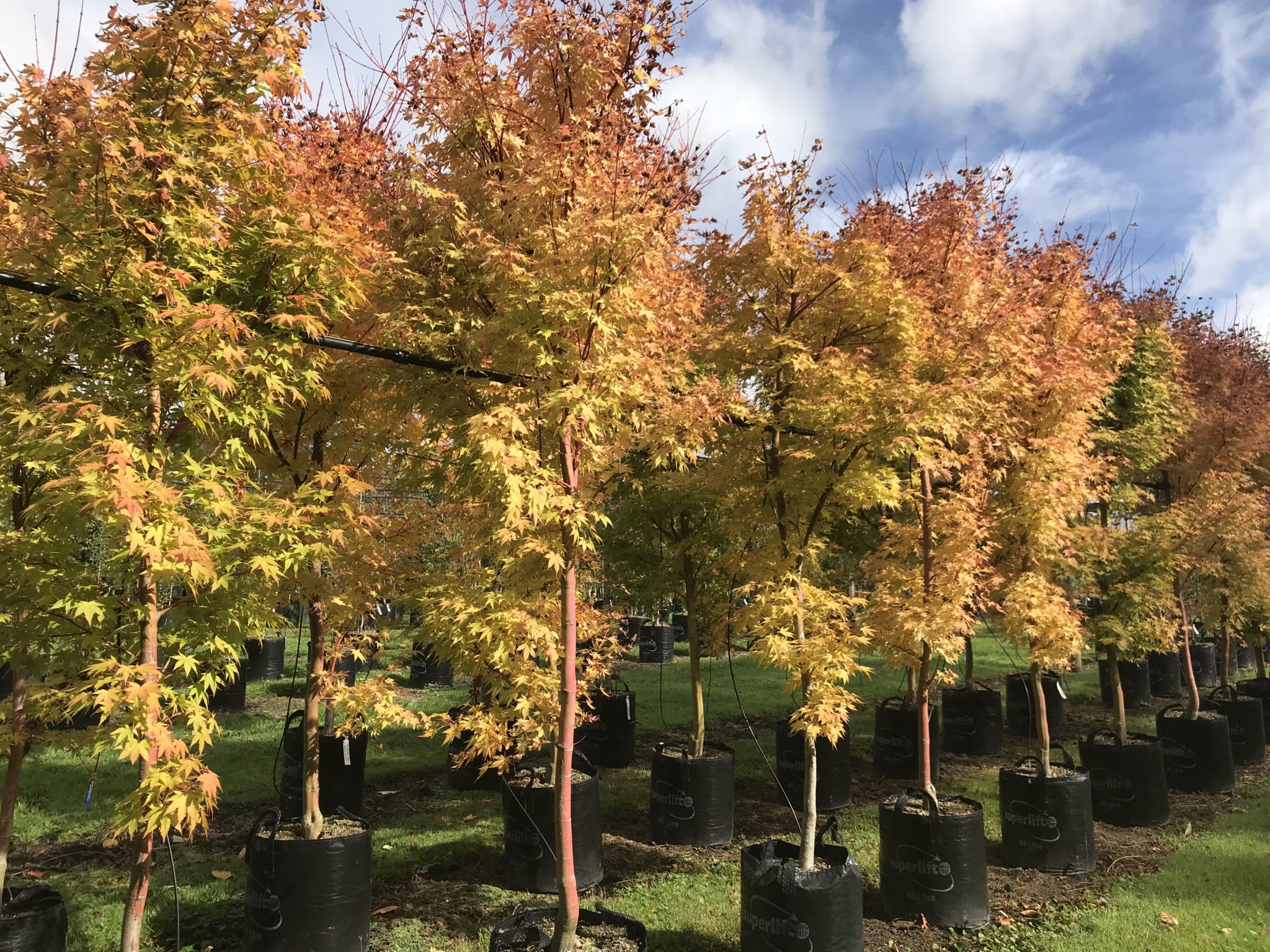 Acer palmatum Senkaki - Coral bark maple - Tauranga Tree Co