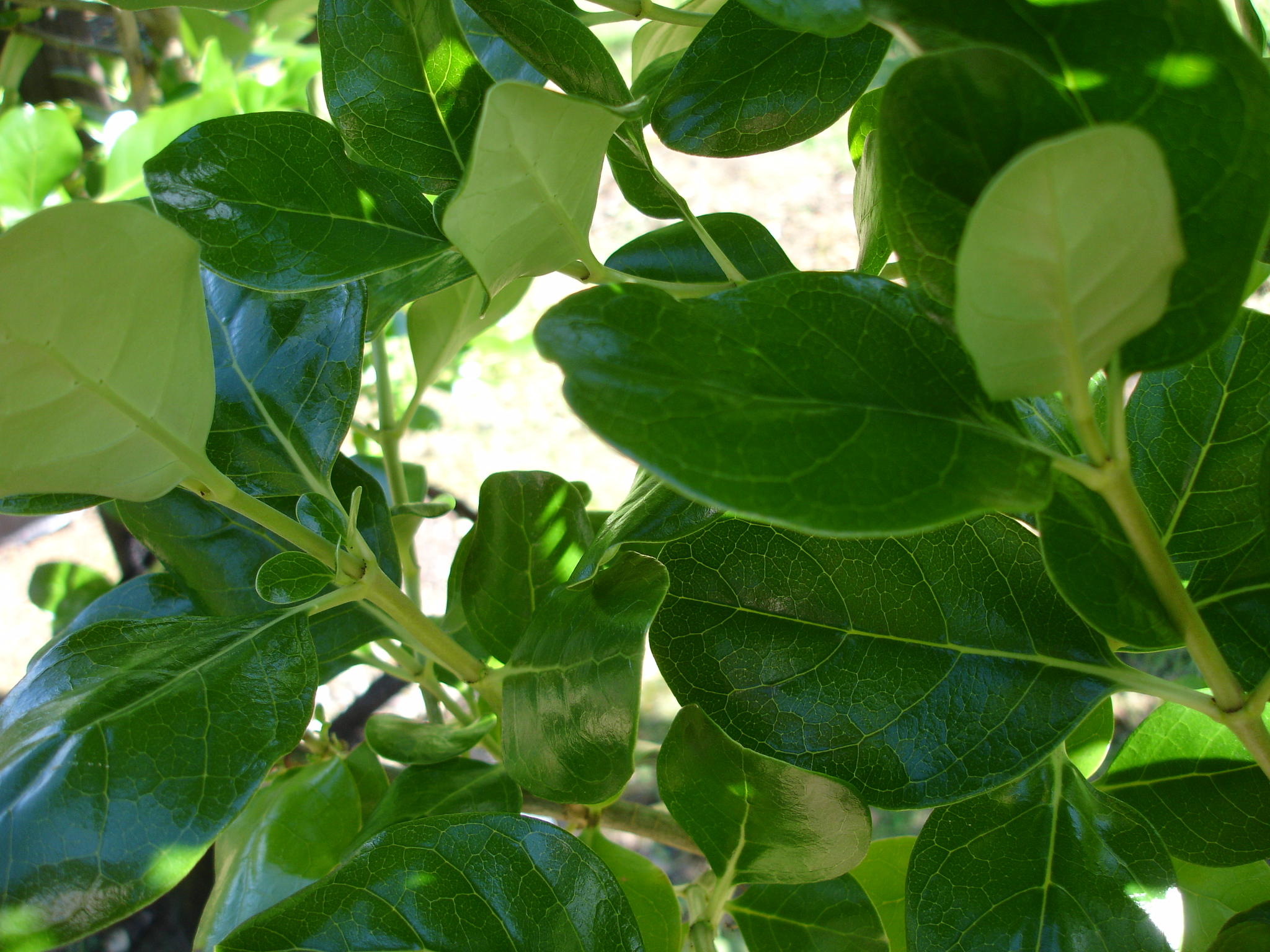 Coprosma repens - Taupata - Tauranga Tree Co