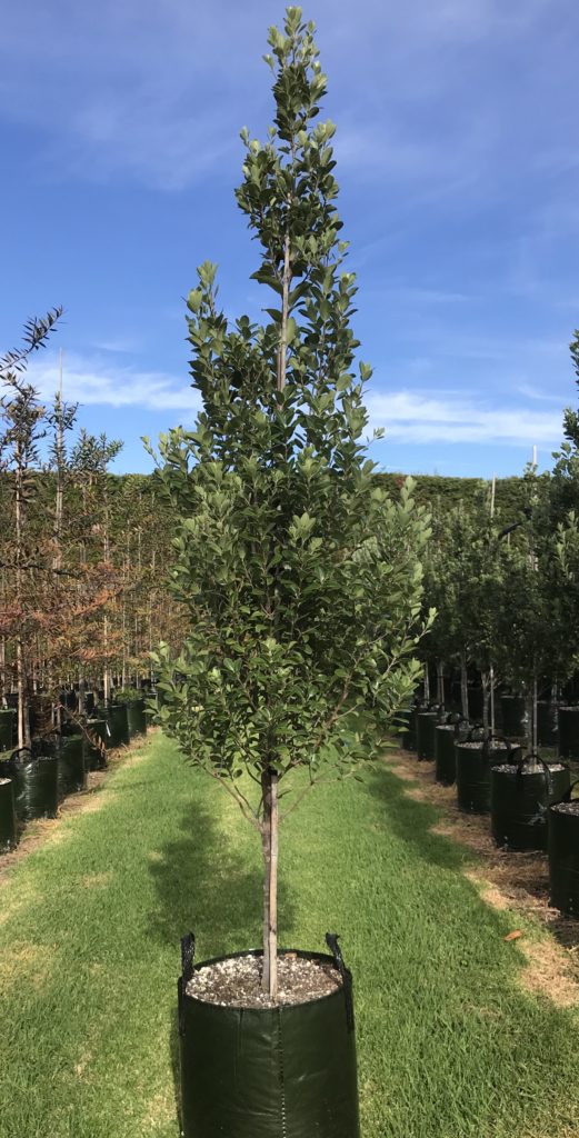 Pittosporum Stephens Island - Pittosporum tenuifolium - Tauranga Tree Co